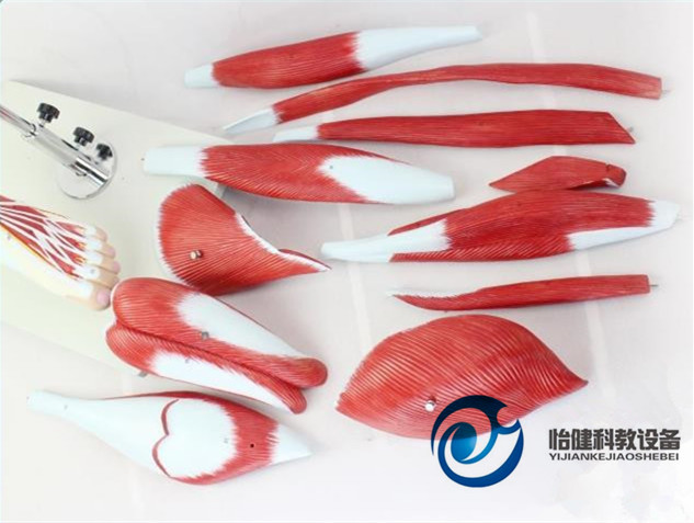 下肢肌肉附主要血管神經(jīng)模型