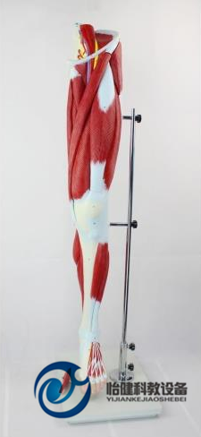 下肢肌肉附主要血管神經(jīng)模型