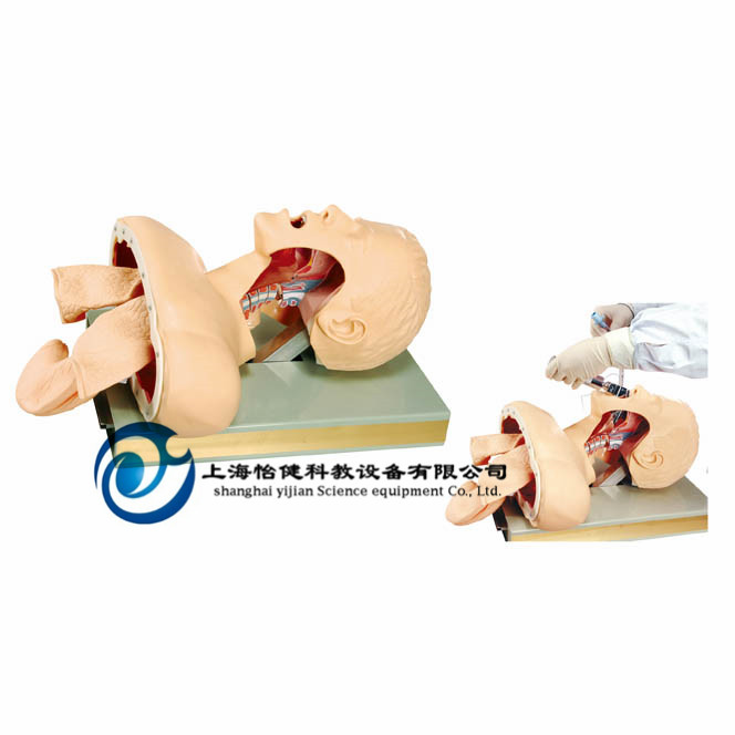 高級人體氣管插管訓(xùn)練模型