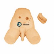 男女性別可互換導(dǎo)尿模型