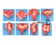 妊娠胚胎發(fā)育過程模型