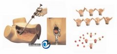 高級婦科綜合檢查訓(xùn)練模型