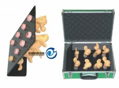 高級(jí)子宮宮頸病變模型(8件)