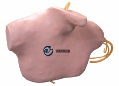 中心靜脈穿刺插管模型