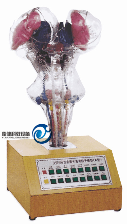 語音提示電動(dòng)腦干模型