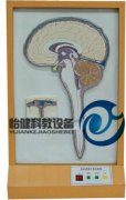 腦脊液循環(huán)電動模型