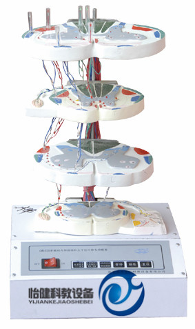 脊髓內(nèi)部結(jié)構(gòu)和上下行纖維電動(dòng)模型