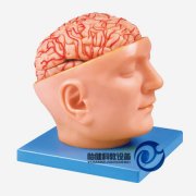 頭部附腦和動脈模型