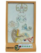 聽覺傳導(dǎo)電動模型