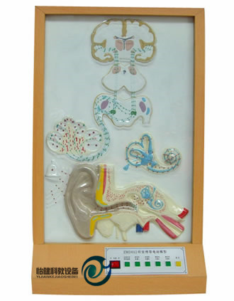 聽覺傳導(dǎo)電動(dòng)模型