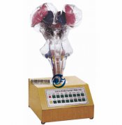電動腦干模型