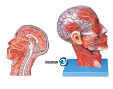 頭部正中矢狀切面附血管神經(jīng)模型