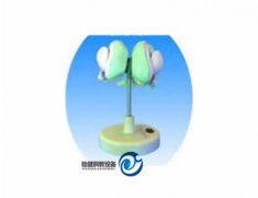 腦室與基底神經(jīng)核模型