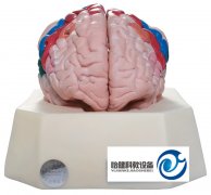 大腦皮質(zhì)分區(qū)模型