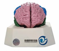 大腦分葉模型