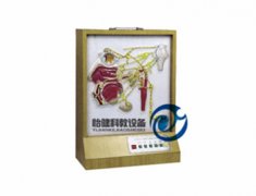 頭部自主神經(jīng)分布模型