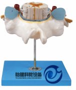 胸椎附脊髓和脊神經(jīng)放大模型