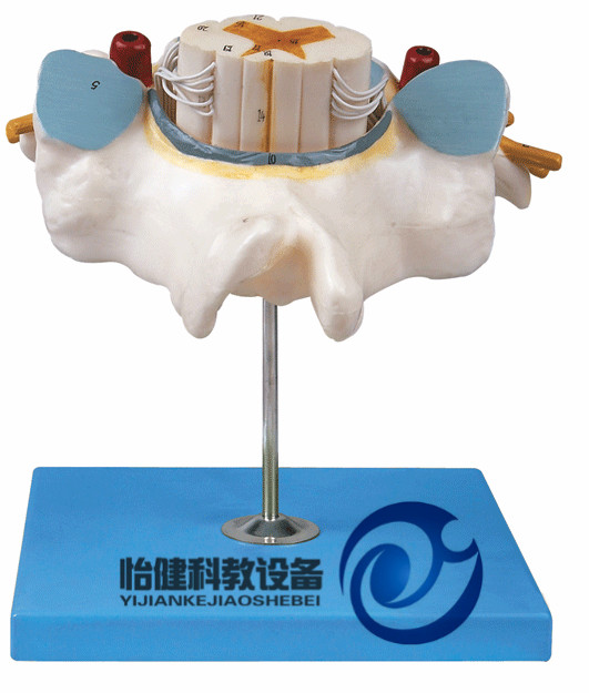 胸椎附脊髓和脊神經(jīng)放大模型