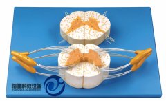 脊髓與脊神經(jīng)分支放大模型
