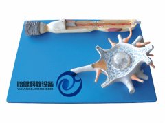 神經(jīng)元放大模型
