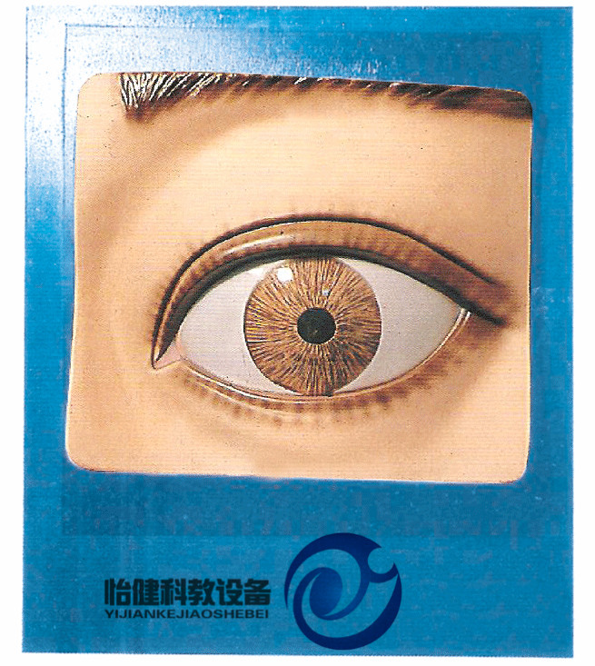 光控瞳孔調(diào)節(jié)模型