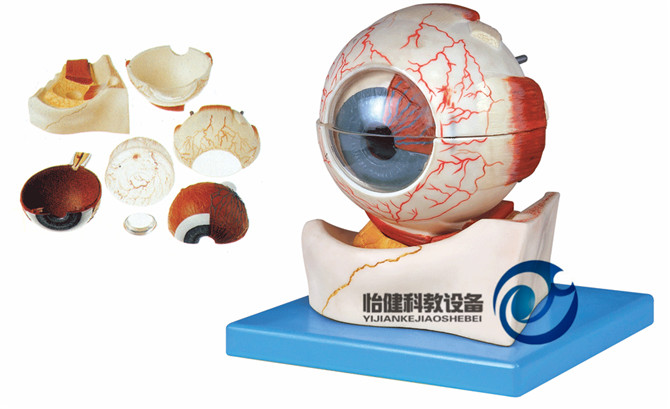 眼球構(gòu)造放大模型