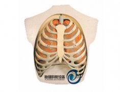 呼吸系統(tǒng)模型