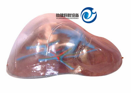 透明肝臟模型