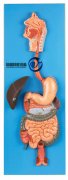 消化系統(tǒng)模型