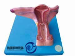 女性內(nèi)生殖器官模型