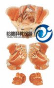 女性骨盆附生殖器官與血管神經(jīng)模型