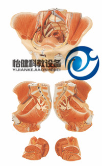 女性骨盆附生殖器官與血管神經(jīng)模型