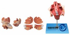女性生殖器官結(jié)構(gòu)模型