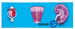 腎與腎單位、腎小球放大模型