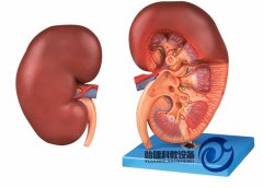 腎臟解剖放大模型