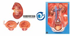 泌尿系統(tǒng)附腹后壁模型