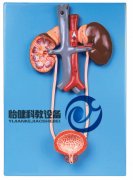 泌尿系統(tǒng)模型