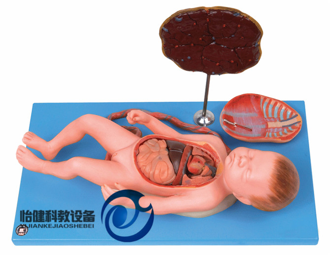 胎盤臍帶與胎兒附內(nèi)臟模型