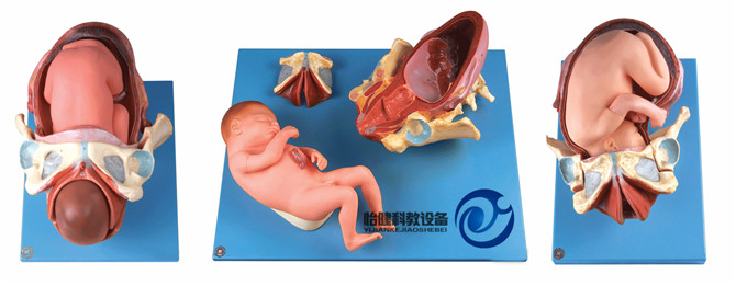 足月胎兒分娩過程模型