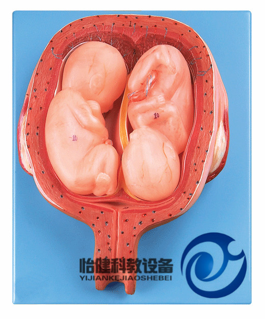 五個(gè)月雙胞胎模型
