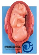 七個(gè)月胎兒模型