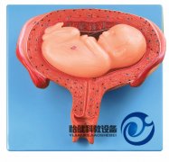 六個月胎兒模型
