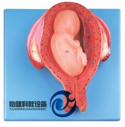 五個月胎兒模型