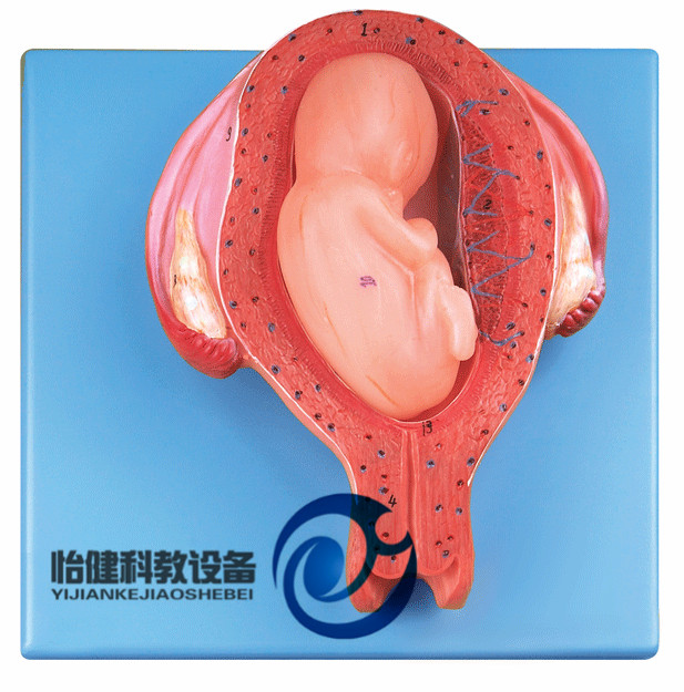 五個(gè)月胎兒模型