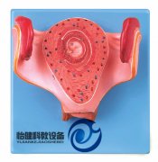 一個月胚胎模型