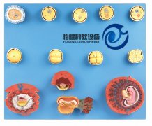 受精與初期胚胎發(fā)育過程模型