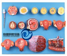 受精與早期胚胎發(fā)育過程模型
