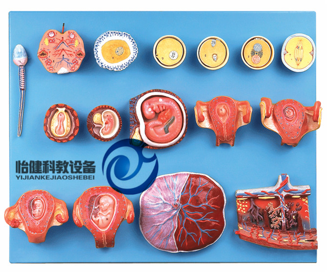 受精與早期胚胎發(fā)育過程模型