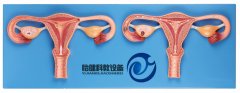 卵子受精過程放大模型