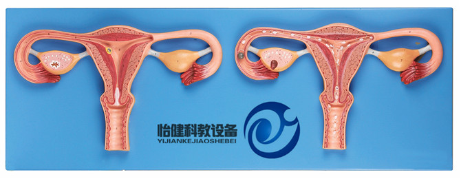 卵子受精過程放大模型